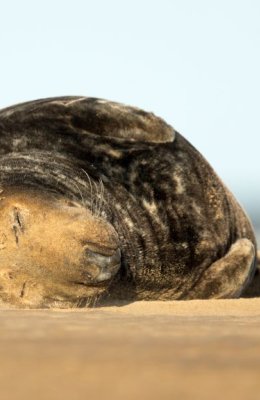 Sleeping in the Sun