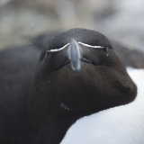 Razorbill Between Rocks