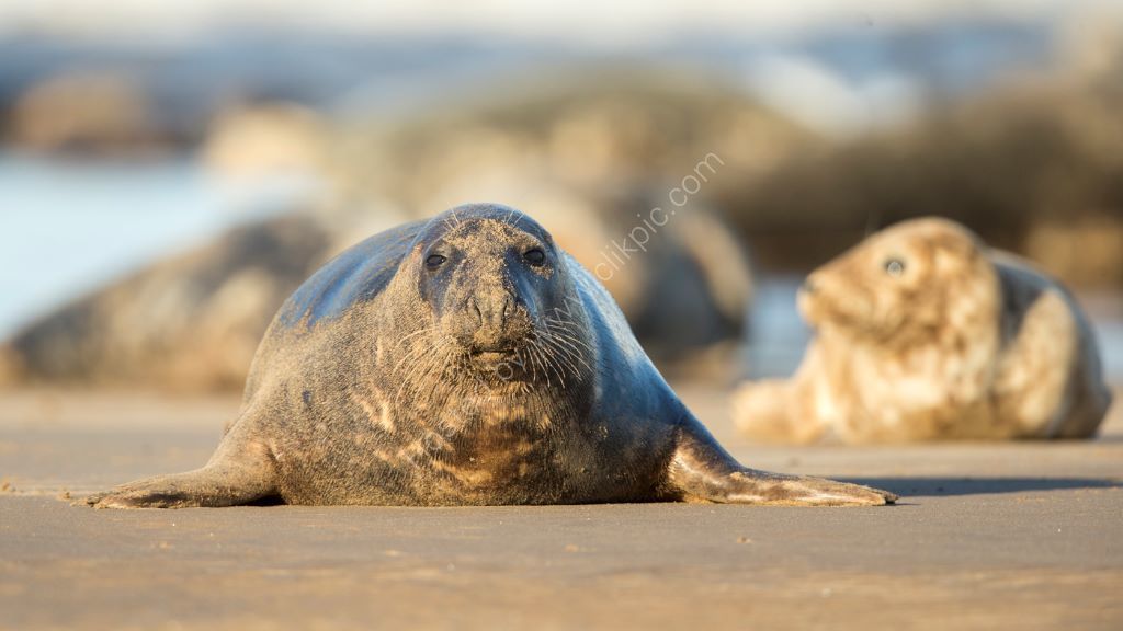 Incoming Tide