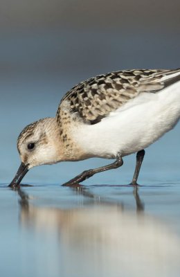 Sanderling