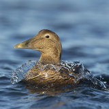 Female Eider in Sea