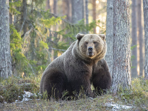 Top Male Bear
