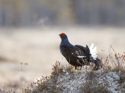 Hot Breath Black Grouse
