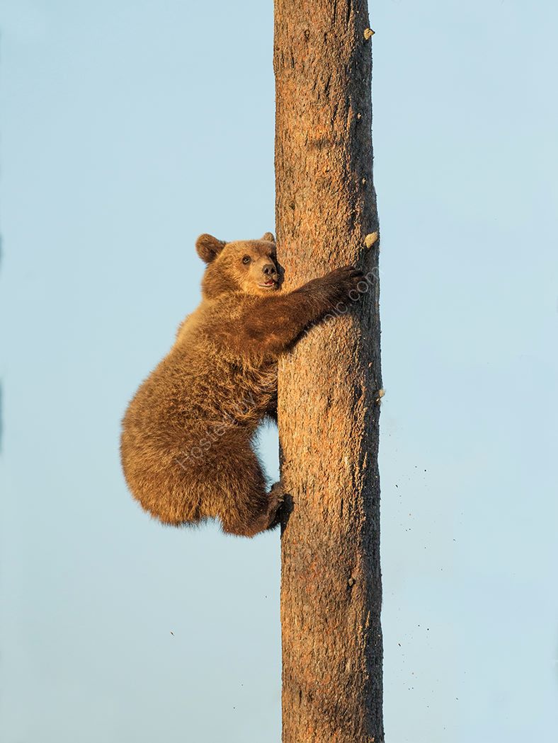 Cub in a Tree