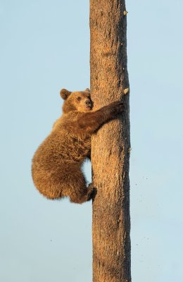 Cub in a Tree