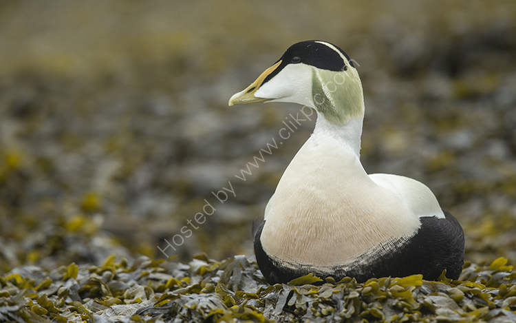 Male Eider in Seaweed