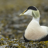Male Eider in Seaweed