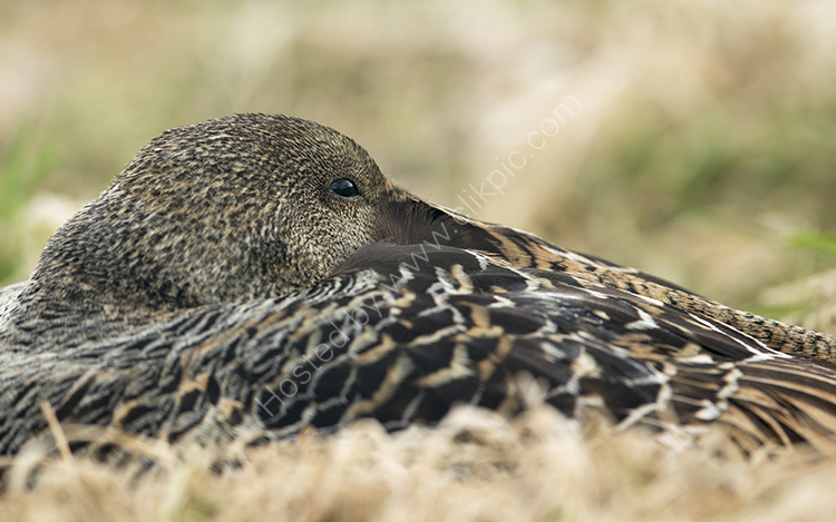 Eider on Nest