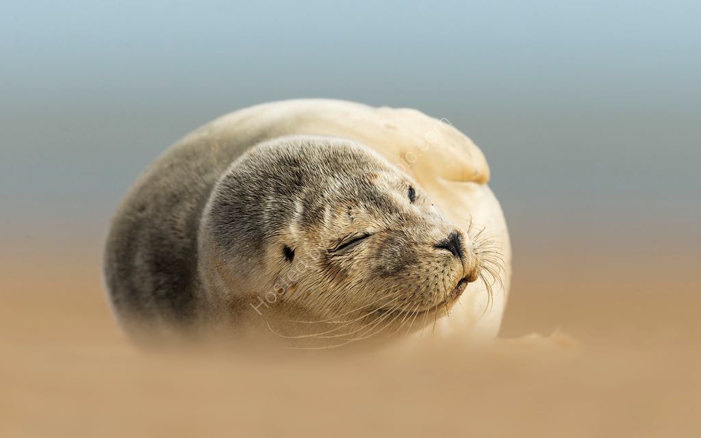 Seal in Wind