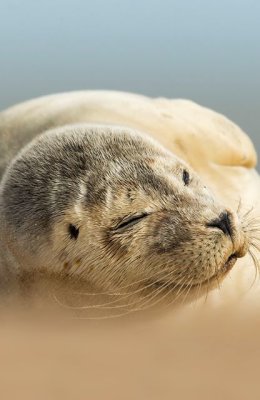 Seal in Wind