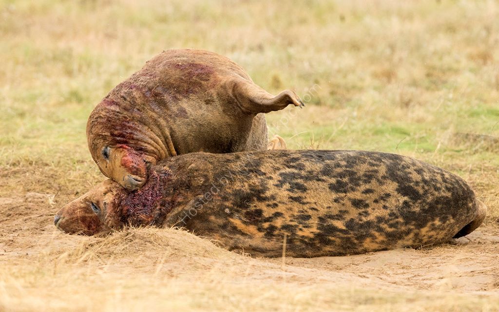 Bull Seal Fight