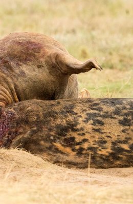 Bull Seal Fight