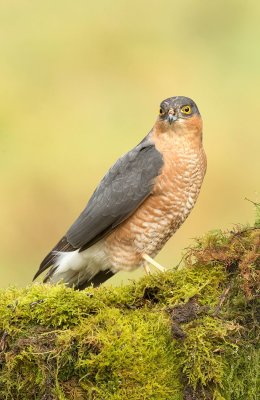 Male Sparrowhawk