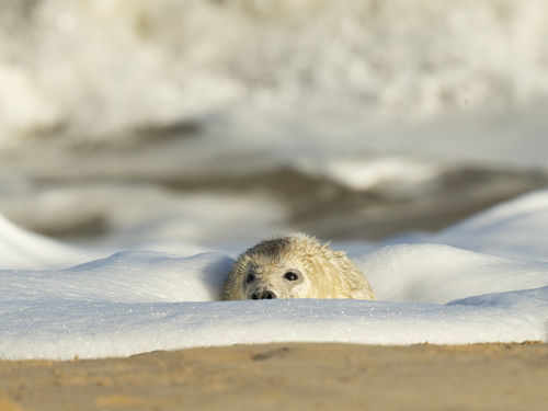 Pup in the Surf