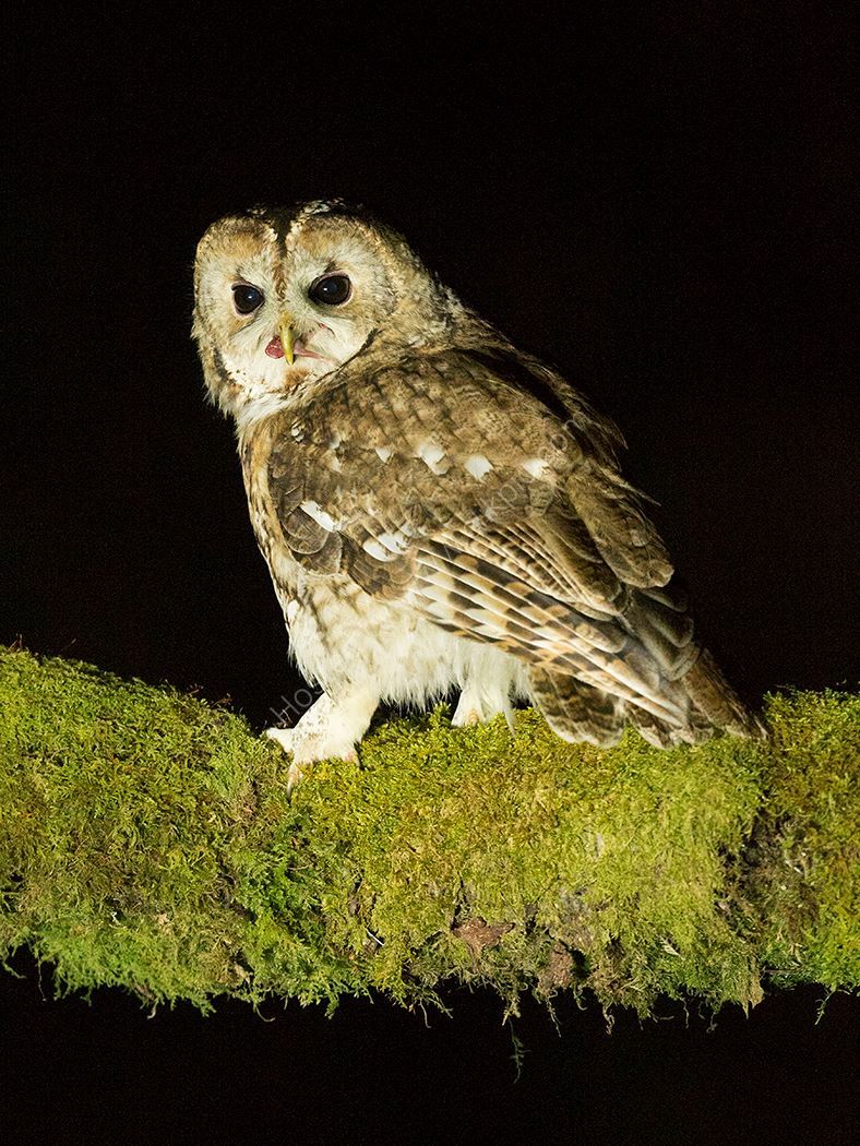 Tawney Owl