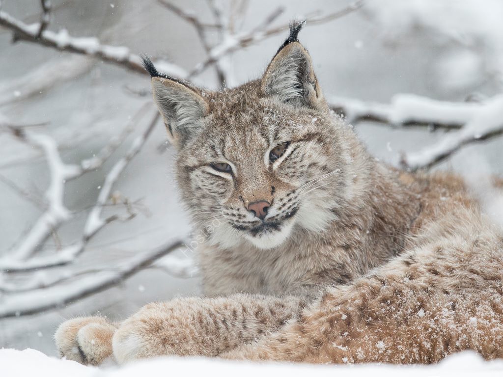 Lynx In Snow