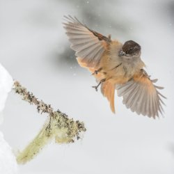 Landing jay