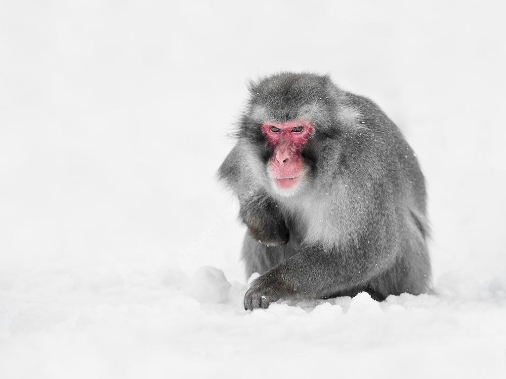 Snow Monkey