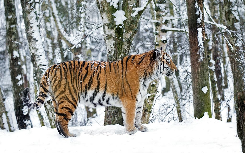 Siberian Tiger