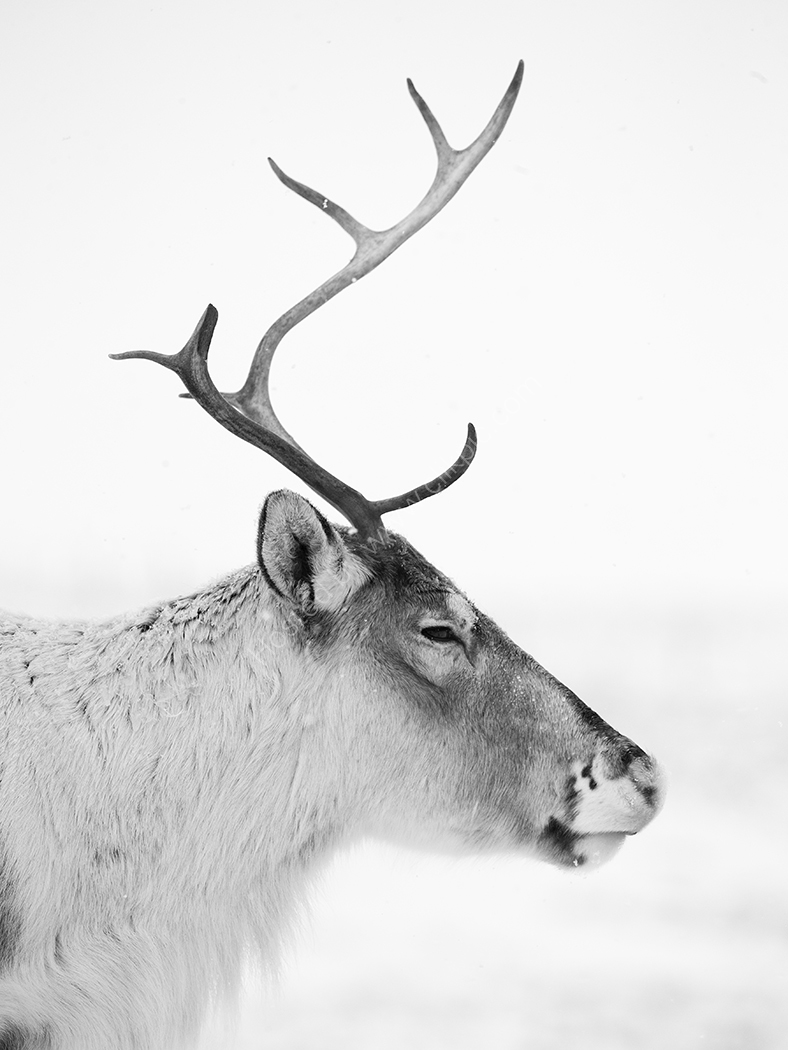 Antler