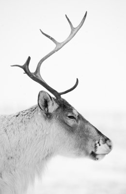 Reindeer
