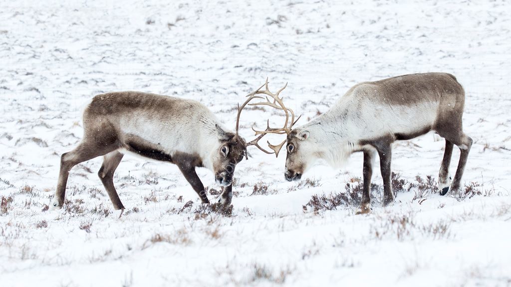 Fighting Rheindeer