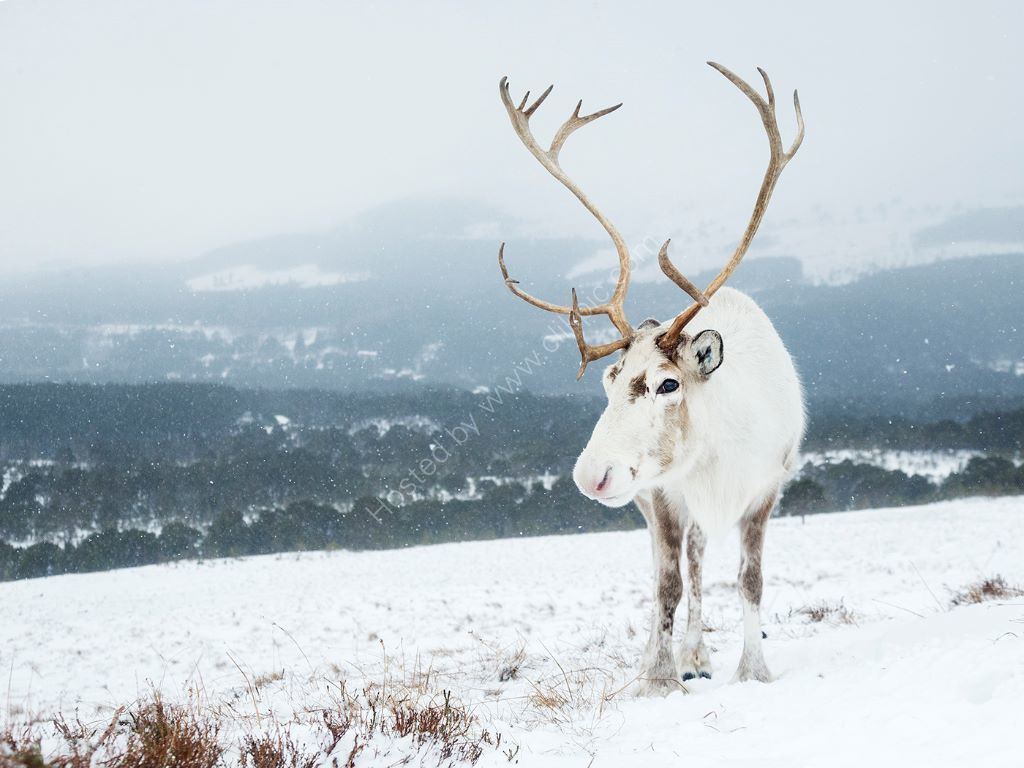 Female Rheindeer