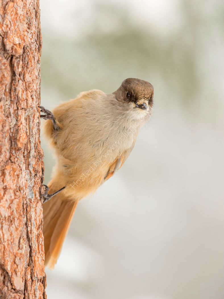 Siberian Jay