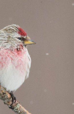 Redpoll