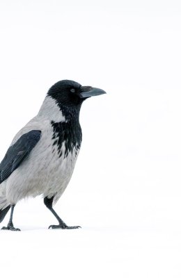 Hooded Crow