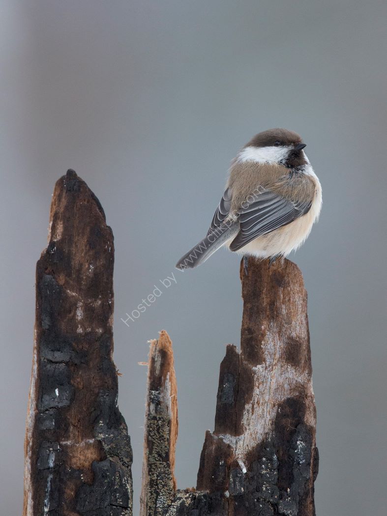 Chickadee
