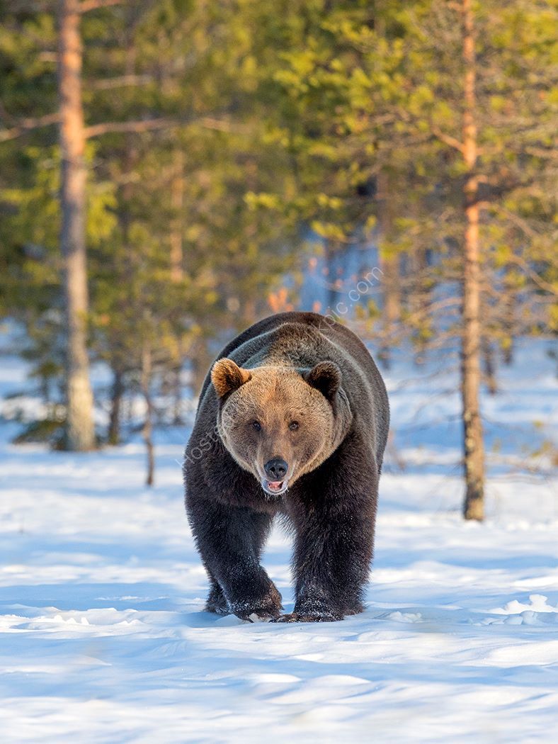 Approacing Bear