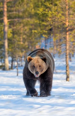 Approacing Bear