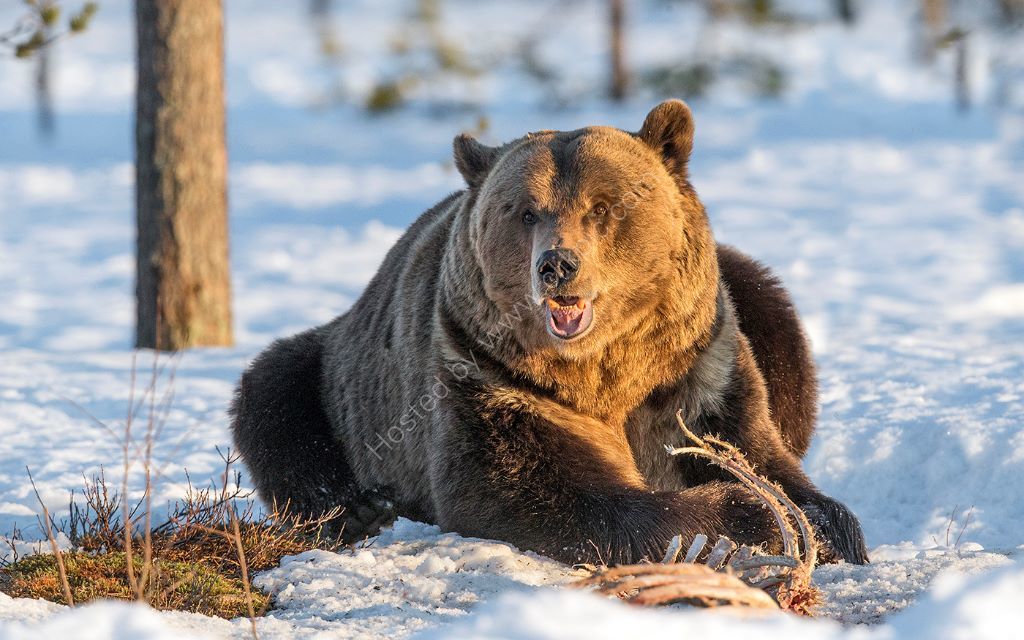 Feeding Bear