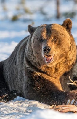 Feeding Bear