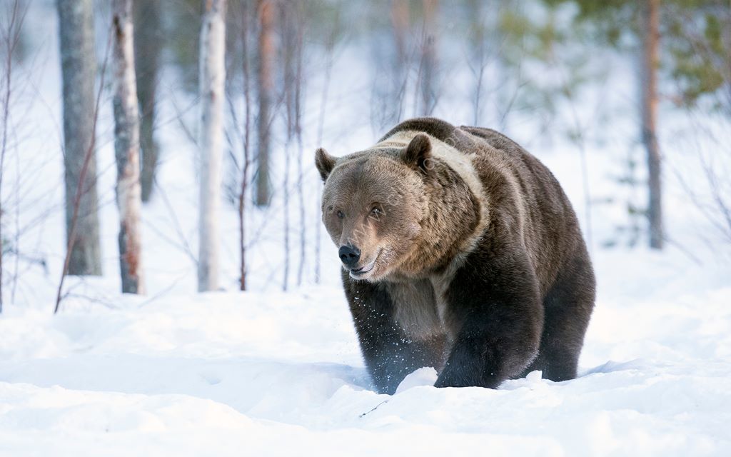 Bear in Snow
