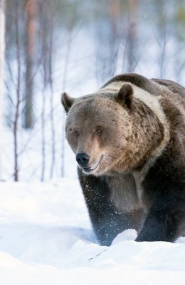 Bear in Snow