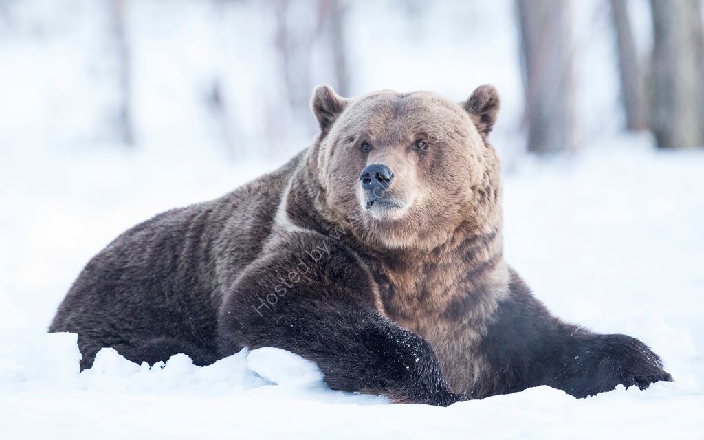 Panda the Bear in Snow