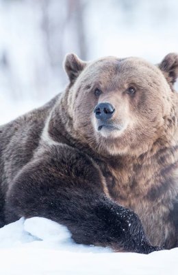 Panda the Bear in Snow