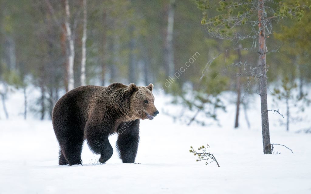 Bear in Snow 3