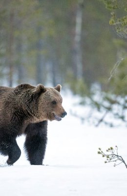 Bear in Snow 3
