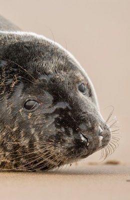 Head Shot