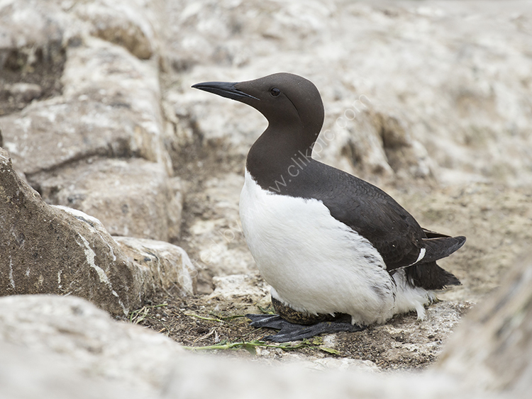 Guillimot on Egg