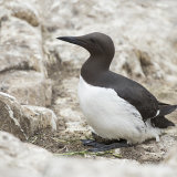 Guillimot on Egg