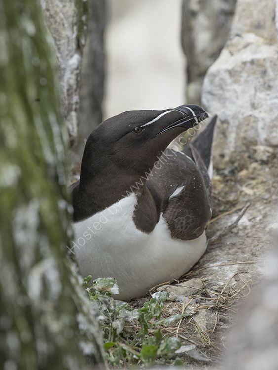 Razorbill on Nest