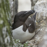Razorbill on Nest