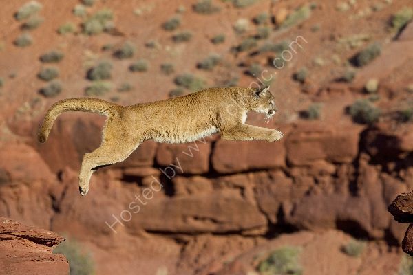 Jump