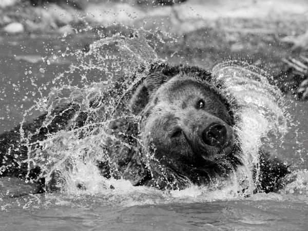 Grizzly In Water