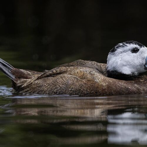 White Headed Duck