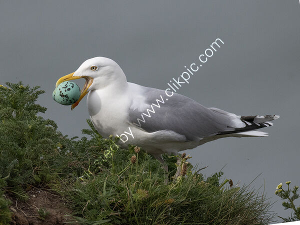 Stealing a Guillemots Egg
